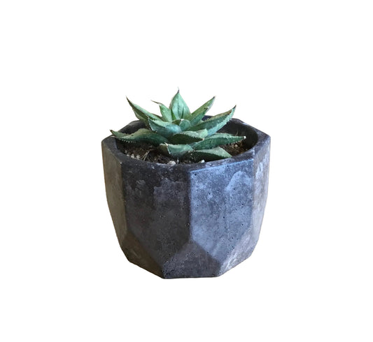 Concrete pots - Medium M8