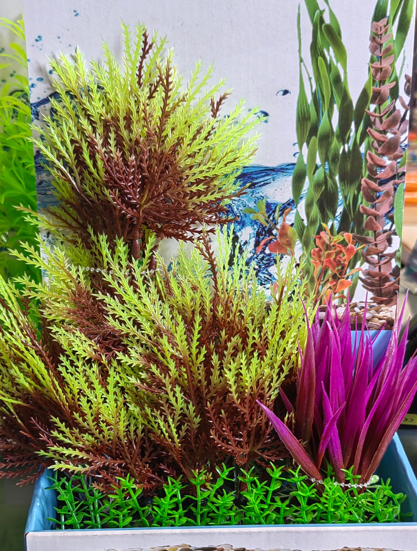 Akwa Multi Plastic Plants