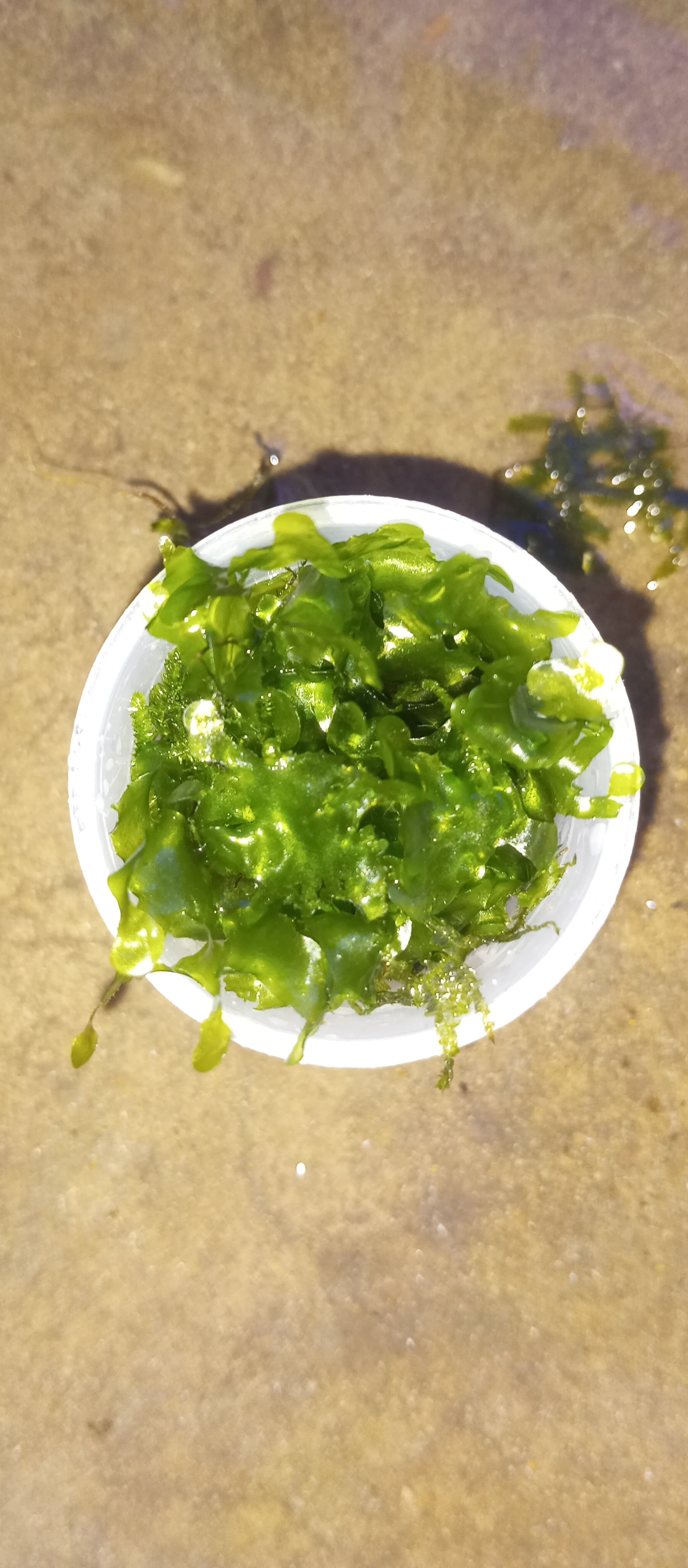 Subwassertang (Freshwater seaweed)