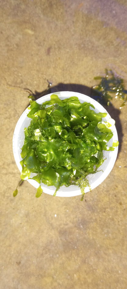 Subwassertang (Freshwater seaweed)