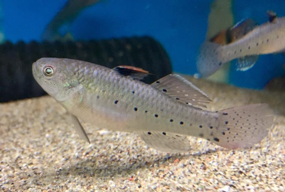 Goby-Knight