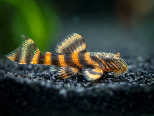 Alenquer Tiger Pleco (30-50mm)