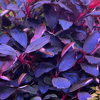 Bucephalandra Portions- 80mm Tub