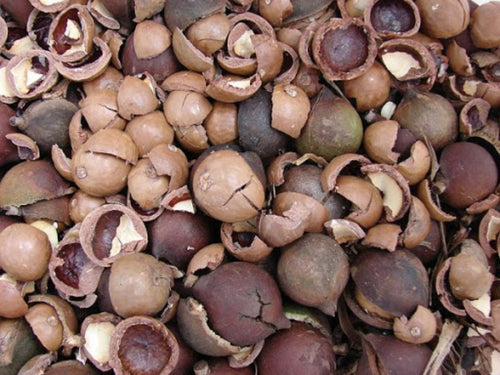 Reptile Essentials - Macadamian Nutshell 1KG
