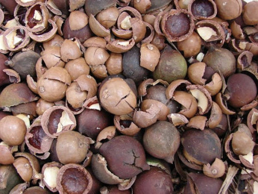 Reptile Essentials - Macadamian Nutshell 1KG