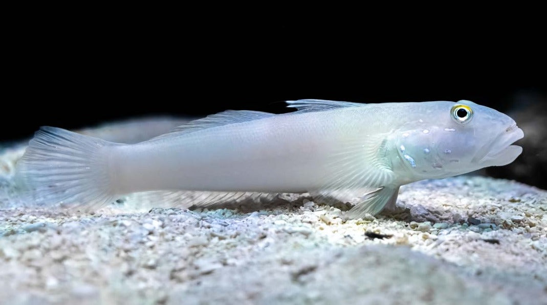 Six Spot Sleeper Goby