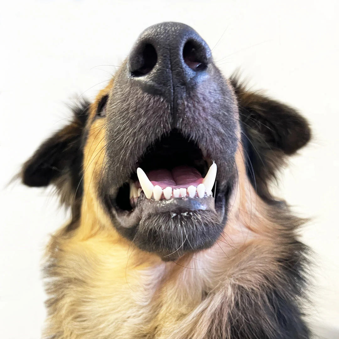 Gizzls Dental Dazzle Dog Biscuits 180g