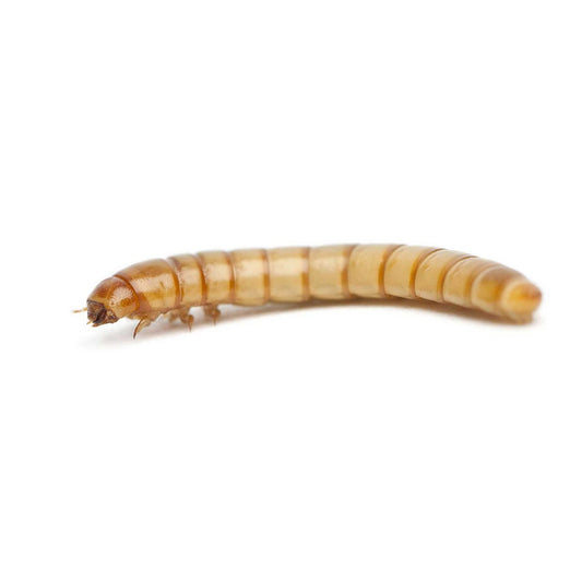 FFA - Mealworms