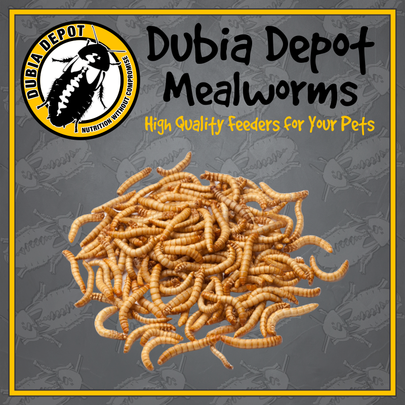 Dubia Depot Mealworms