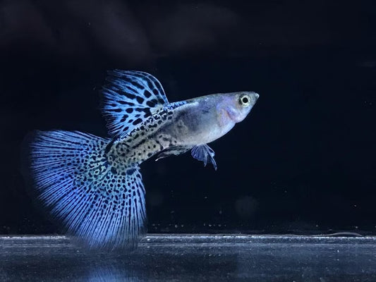 Guppy-Metal Snakeskin Blue Grass Pair