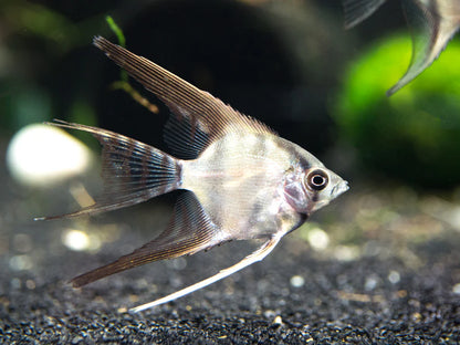 Angel-Assorted Veiltail (60-70mm)