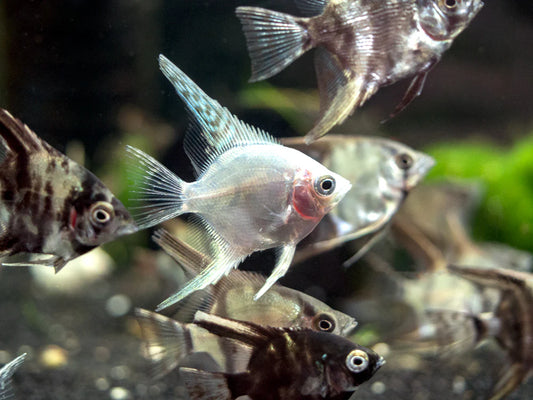 Angel-Assorted (40-50mm)