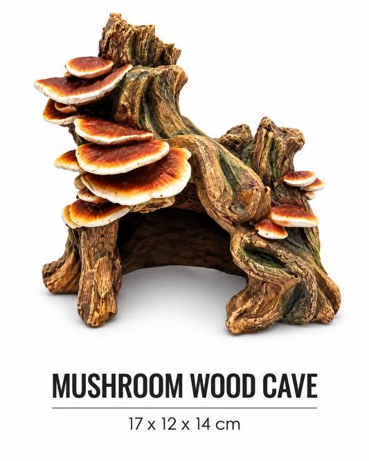 Reptile Mushroom Wood Cave