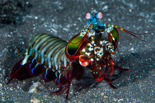 Mantis shrimp