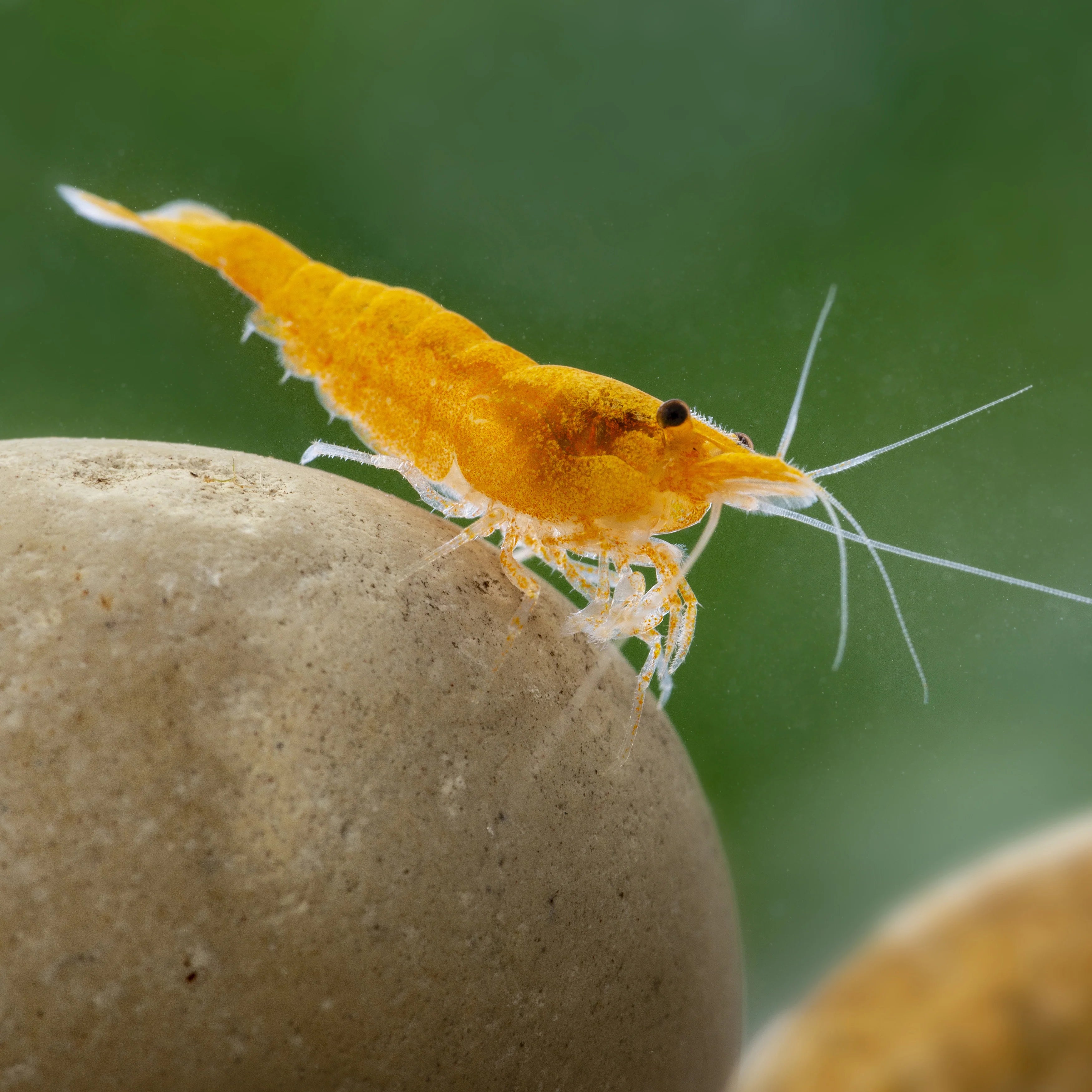 Shrimp-Orange