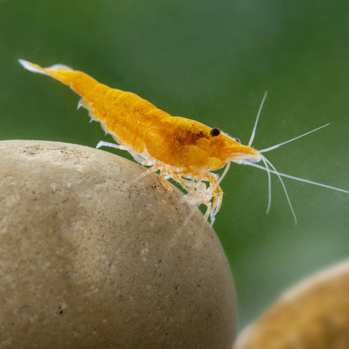 Shrimp-Orange