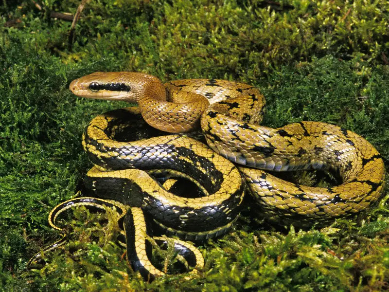 Taiwan Beauty Snake ♂