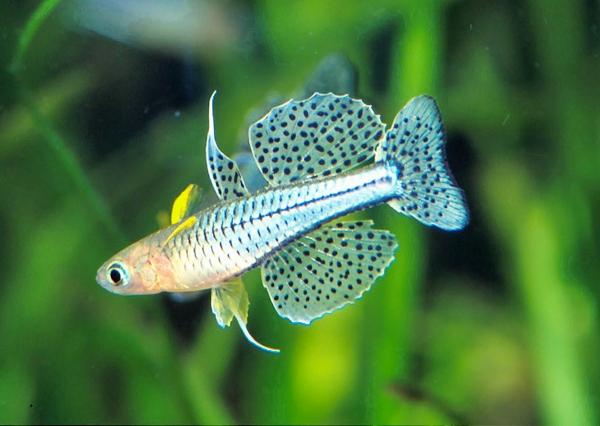 Rainbowfish-Spotted Blue Eye (Gertrudae)