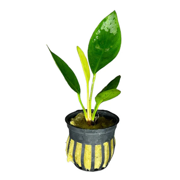 Anubias Congelius