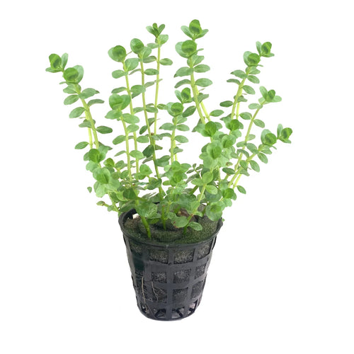 Kaiser Aquatics Rotala Green