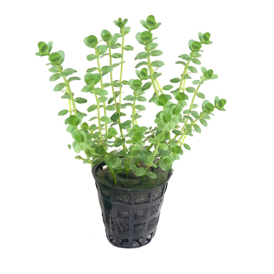 Kaiser Aquatics Rotala Green