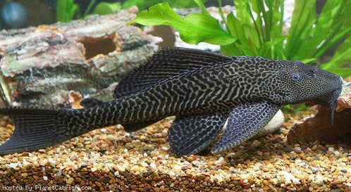 Plecostomus