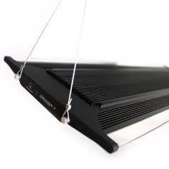 Zetlight Qmaven II Q6