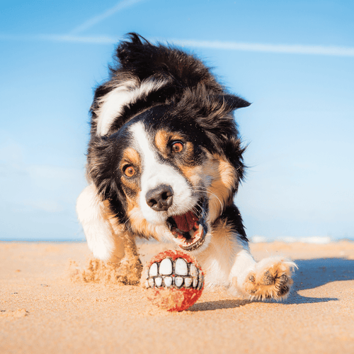 Rogz Grinz Treat Ball