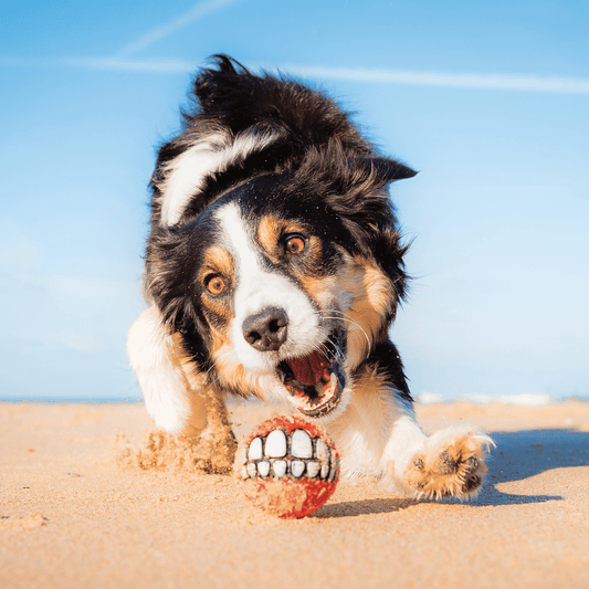 Rogz Grinz Treat Ball