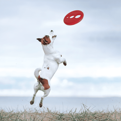 Rogz Rfo Flying Floating Frisbee