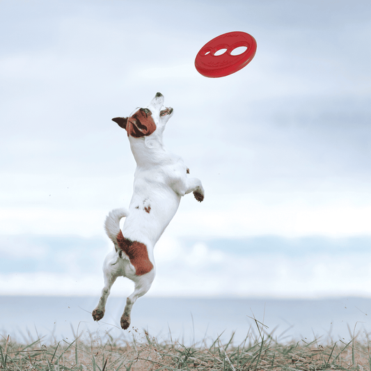 Rogz Rfo Flying Floating Frisbee