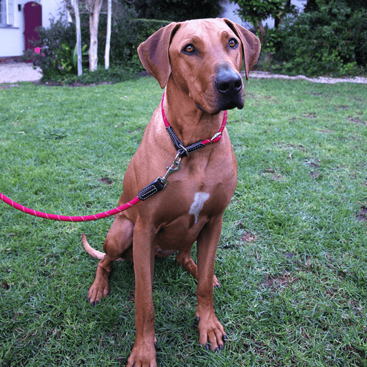 Rogz Classic Rope Lead - Small
