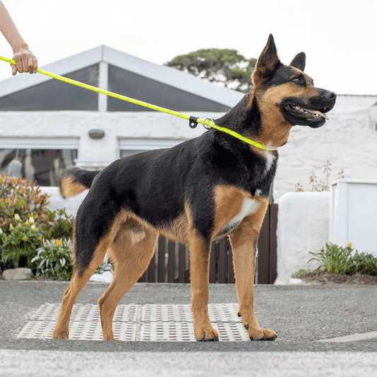 Rogz Rope Quick Fit Collar Lead