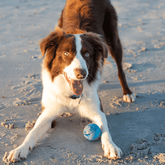 Rogz Squeekz Fetch Ball