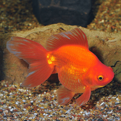 Goldfish-Ryukin