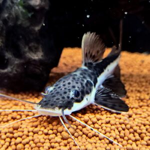 Catfish-Hybrid Shovel Nose (60-80mm)