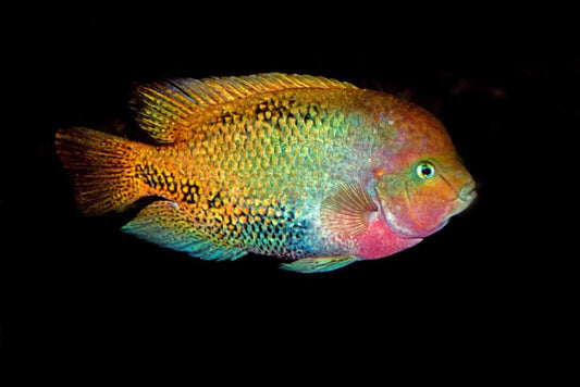 Cichlid-Redhead (Vieja Synspilum) (70mm)