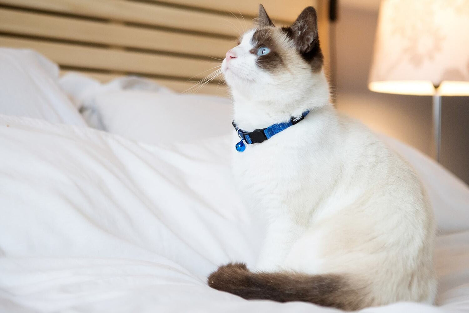 Dogs Life Cat Collar