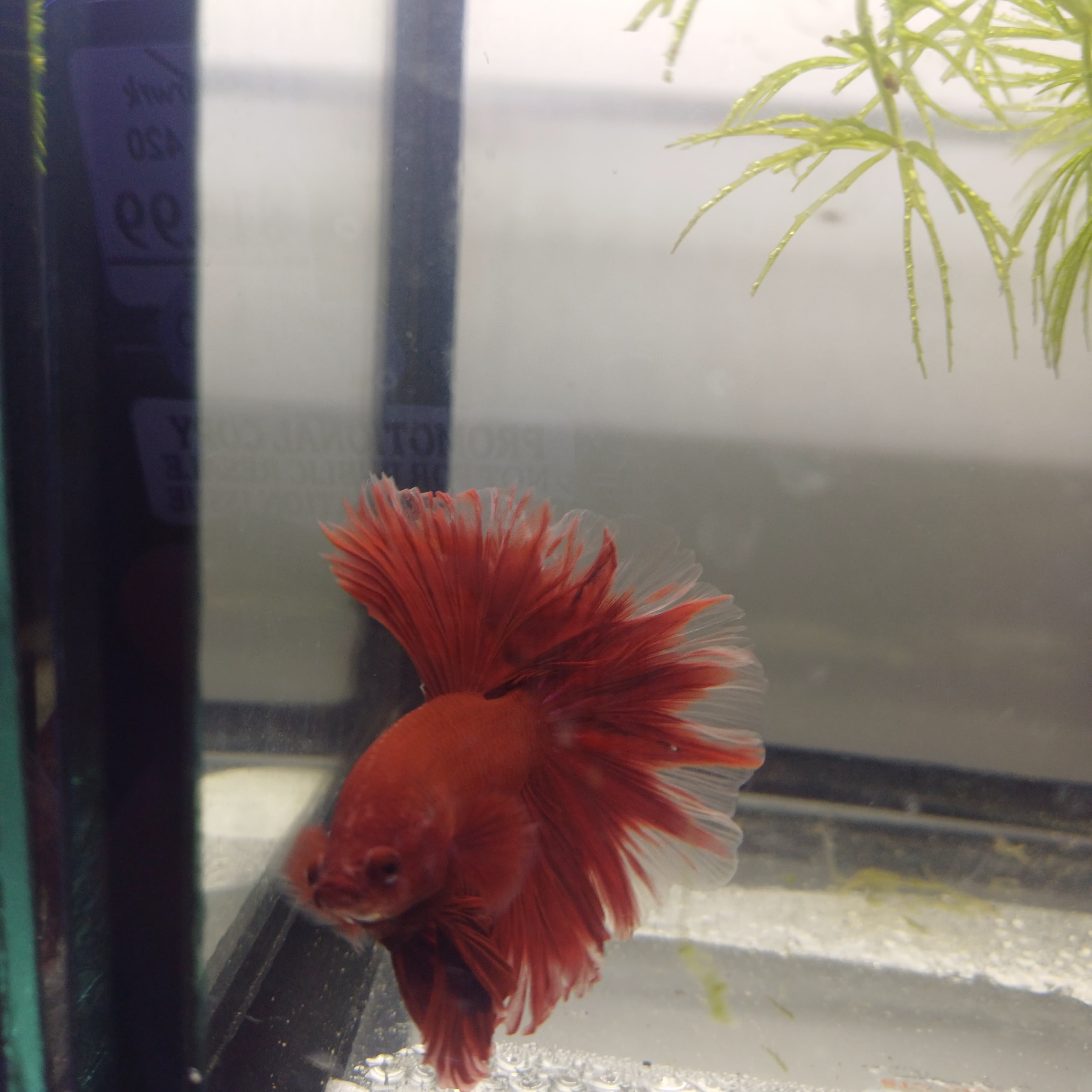 Betta-Rosatail #2