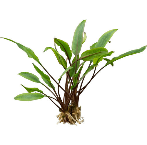 Stoffels Cryptocoryne walkeri 'Lutea'