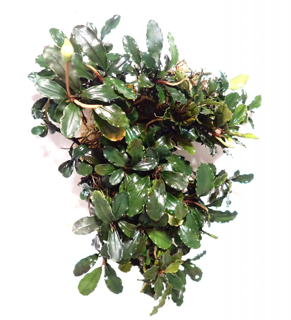 Epic Bucephalandra (mini kayu lapis) Tub