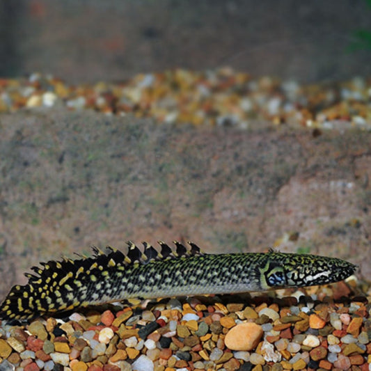 Ornate Bichir