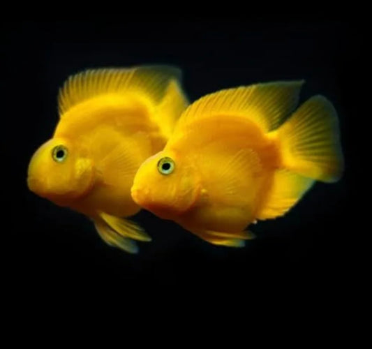 Cichlid-Yellow Parrot(50mm)