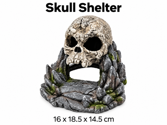 Reptile skull Shelter