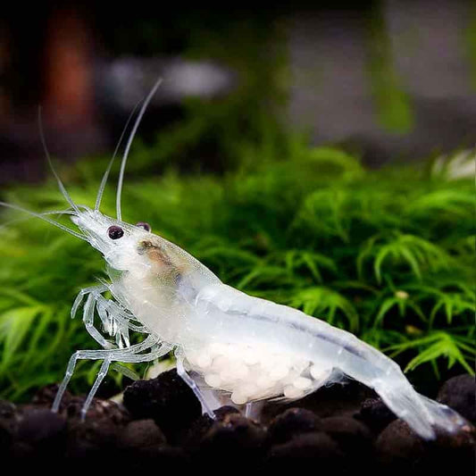 Shrimp-Snowball