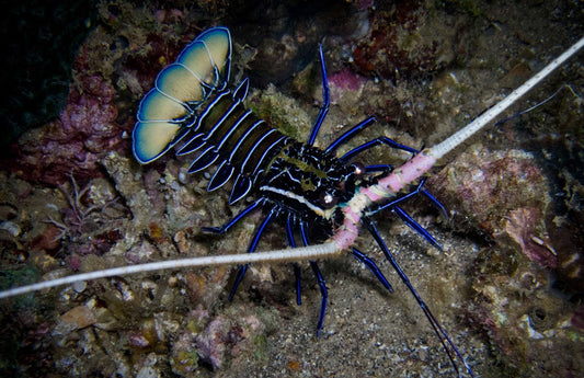 Blue Lobster (5-6cm)