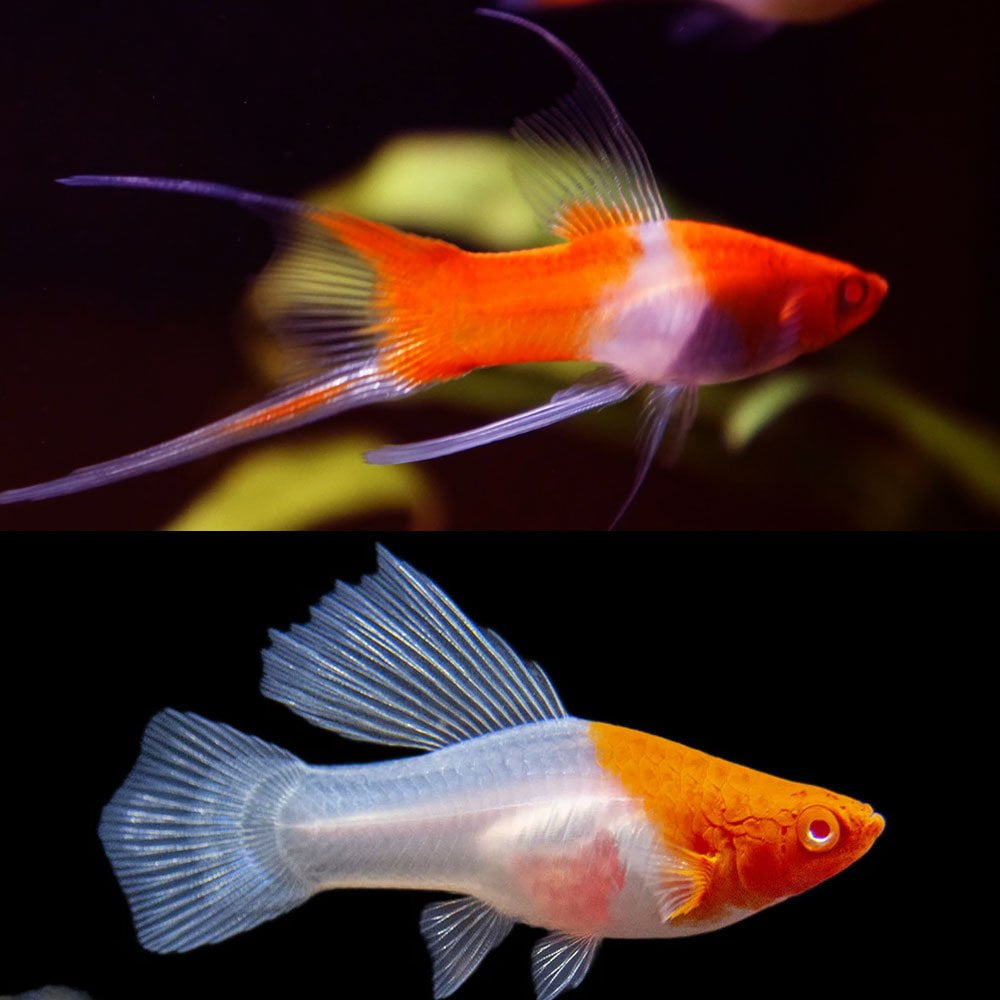 Swordtail(40-60mm)