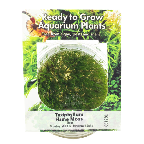 RTG Flame Moss in-Vitro