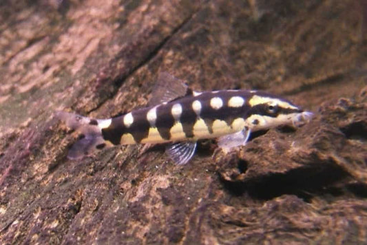 Loach-Dwarf Chain