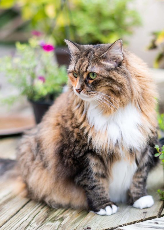 Ultra Cat Metabo-Lite 4Kg